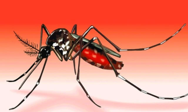 ডেঙ্গুতে আরও ৩ জনের প্রাণহানি, হাসপাতালে ভর্তি ১৪৬৩