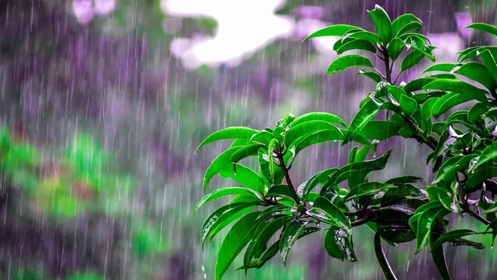 পাঁচ বিভাগে ভারী বৃষ্টির আভাস, কমতে পারে তাপপ্রবাহ