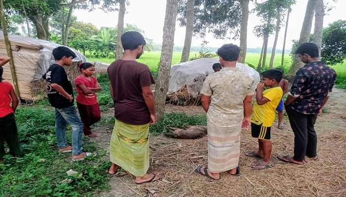 নারী-শিশুসহ ১১ জনকে কামড়ে আহত করলো পাগলা শিয়াল